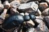 Meloe violaceus